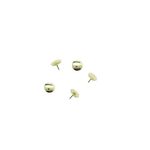 percevejo-dourado-93036-2